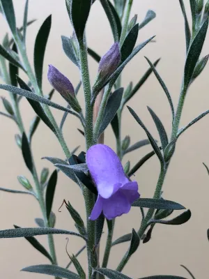 Eremophila 'Smoke Haze'