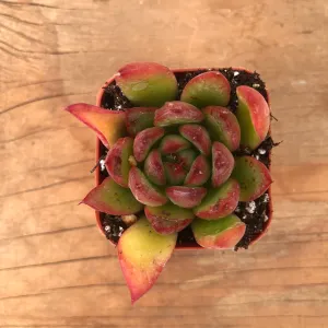 Lipstick Echeveria | Echeveria Agavoides | Live Succulent
