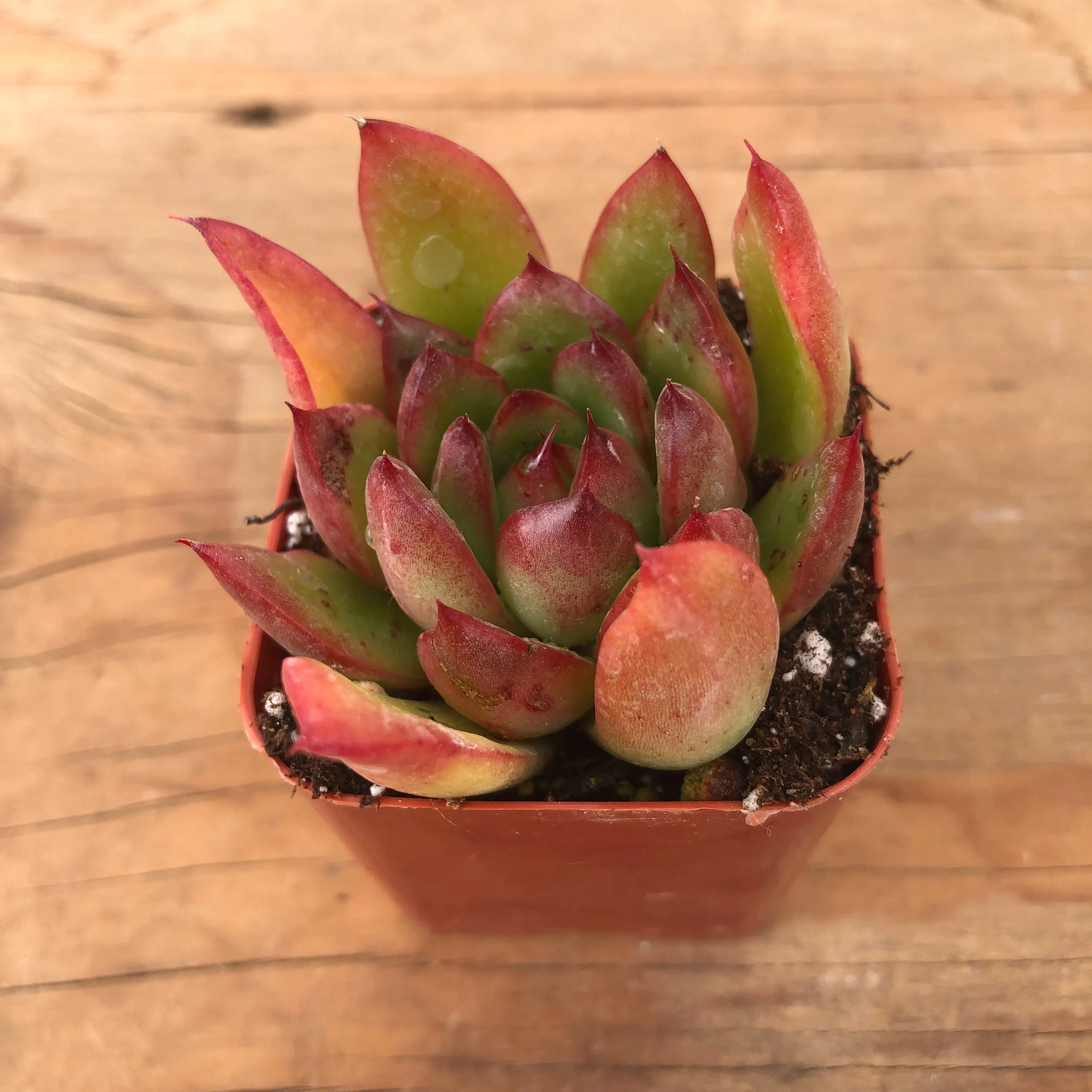 Lipstick Echeveria | Echeveria Agavoides | Live Succulent