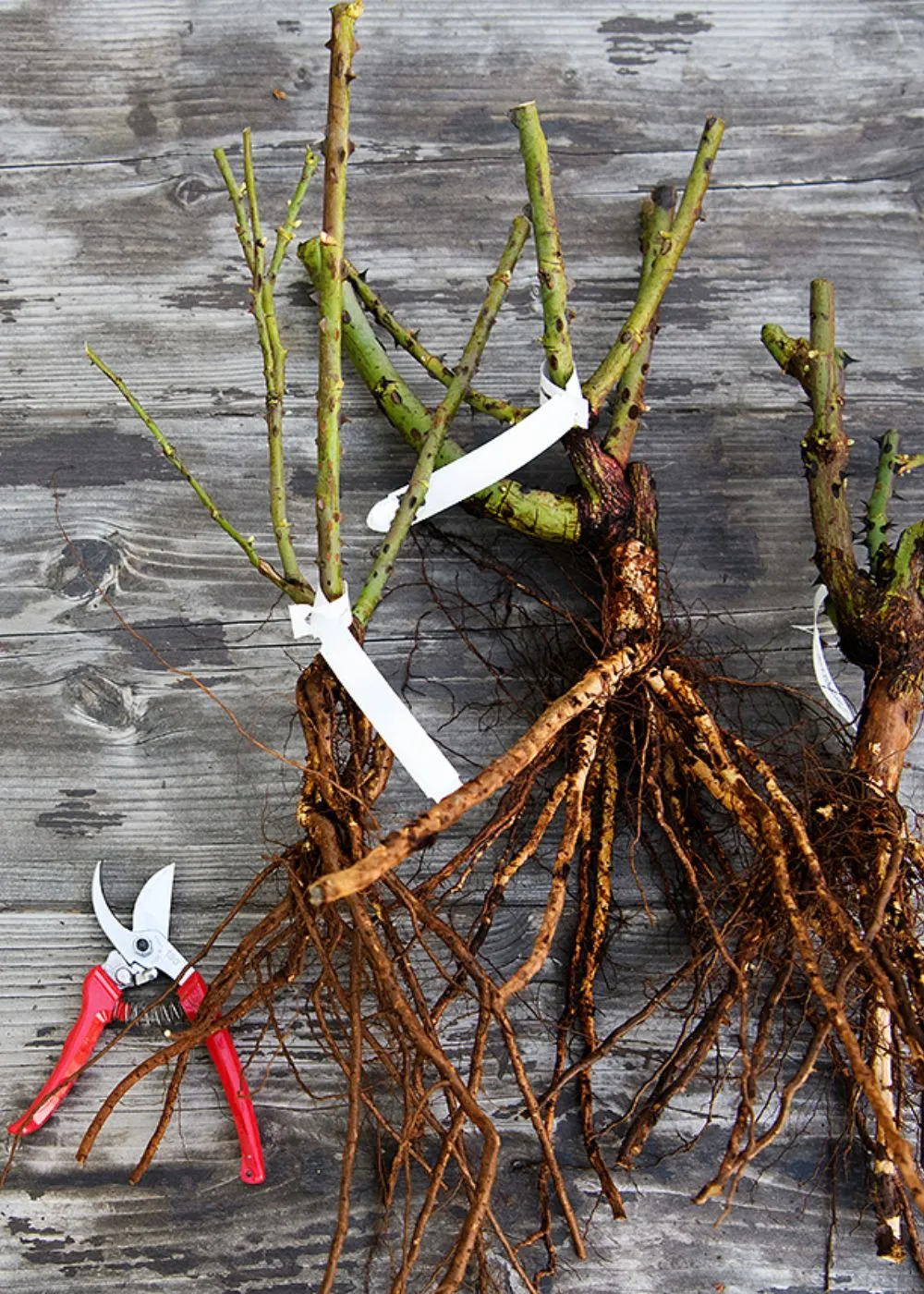 William Morris Rose Bare Root (Archived)
