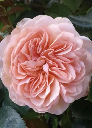 William Morris Rose Bare Root (Archived)