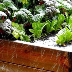 Wintermix Compost